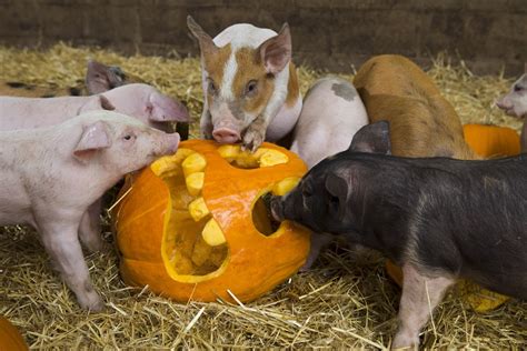 Discover What Farm Animals Devour in Pumpkin Delicacies!